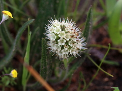 Echiostachys incanus