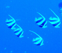 Heniochus diphreutes