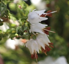 Erica lehmannii