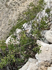 Karwinskia humboldtiana