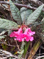 Rhododendron rugosum