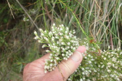 Erica ecklonii