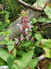 Stachys palustris