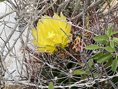Hamatocactus hamatacanthus hamatacanthus