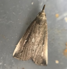 Macrochilo orciferalis