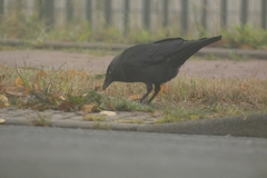 Corvus monedula