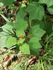 Malvaviscus arboreus drummondii
