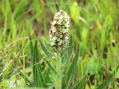 Echiostachys incanus