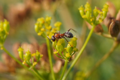 Formica rufibarbis