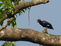 Gracula religiosa