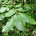 Mockernut Hickory - Photo (c) ezefferman, some rights reserved (CC BY-NC)