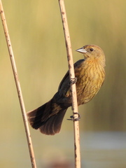 Chrysomus ruficapillus