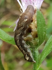 Pseudorthodes vecors