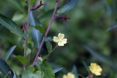 Ludwigia octovalvis