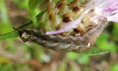 Pseudorthodes vecors