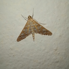 Epipagis fenestralis