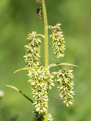 Veratrum viride eschscholtzianum