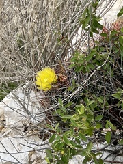 Hamatocactus hamatacanthus hamatacanthus