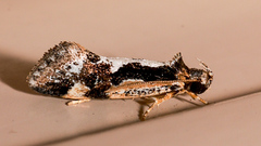 Machetis diamochla