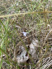 Linaria repens