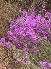 Heliophila juncea