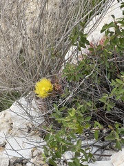 Hamatocactus hamatacanthus hamatacanthus