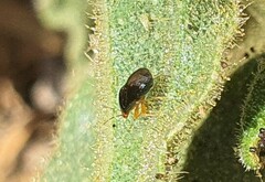 Geocoris erythrocephalus