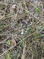 Linaria repens