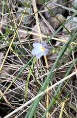 Linaria repens