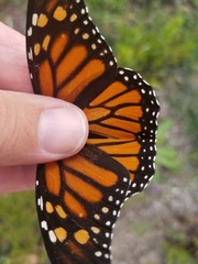 Danaus plexippus