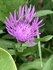 Centaurea nigrescens