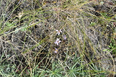 Galatella angustissima