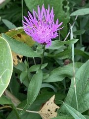 Centaurea nigrescens