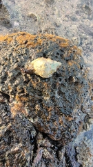 Tonnoidea
