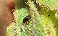 Geocoris erythrocephalus