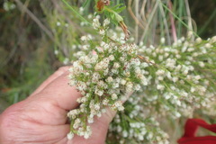 Erica ecklonii