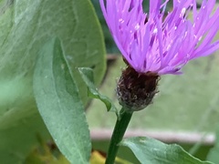 Centaurea nigrescens