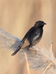 Molothrus rufoaxillaris