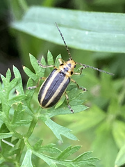 Trirhabda canadensis