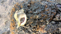 Tonnoidea