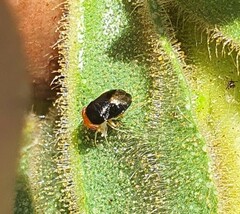 Geocoris erythrocephalus