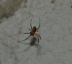 Nephilingis cruentata