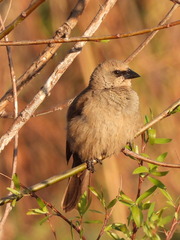 Agelaioides badius