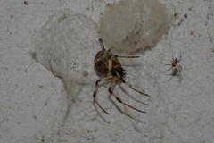 Nephilingis cruentata