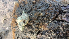 Tonnoidea