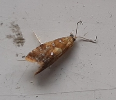 Pseudargyrotoza conwagana