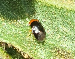 Geocoris erythrocephalus