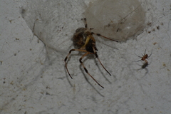 Nephilingis cruentata