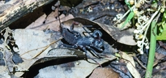 Typopeltis crucifer