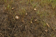 Basidiomycota